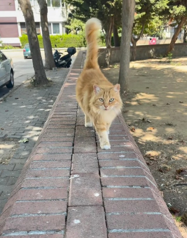 Чутка кошек