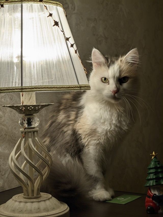 Котовторник же!