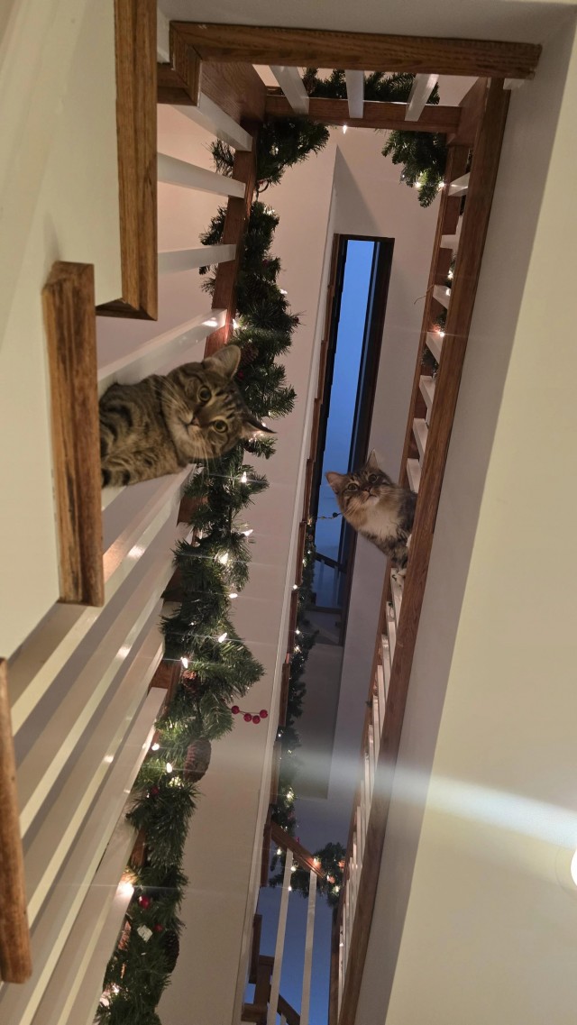 Праздничных красивых фото котов тред