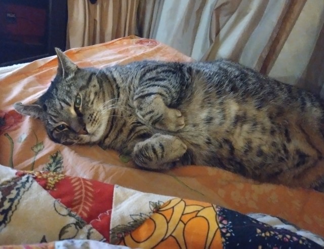Самые-самые котовторниковые