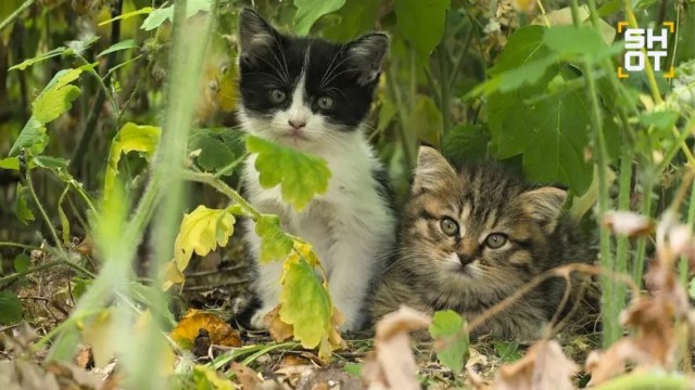 Монахиню, спасающую котят, прогнали от ТЦ в Воронеже, где она раздавала пушистиков