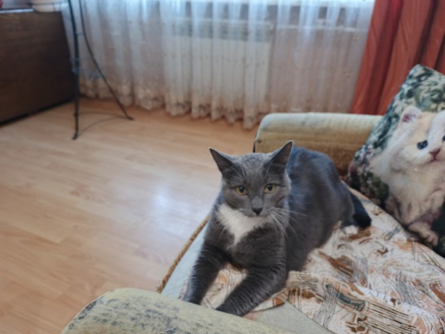 К котовторнику: подборка картинок-баянов с котиками и про котиков. Выпуск 42.
