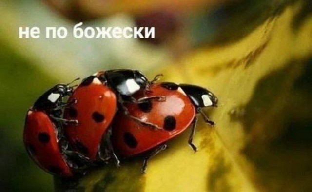 Веселые картинки в маленькую пятницу (05.08)