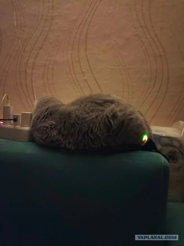 Котовторник же
