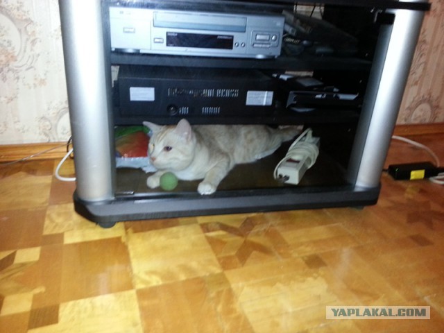Котовторник  10.12.2013