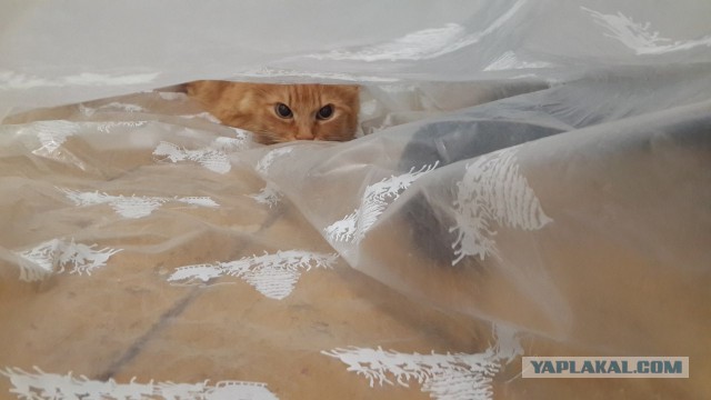 Котовторник   17.12.2013