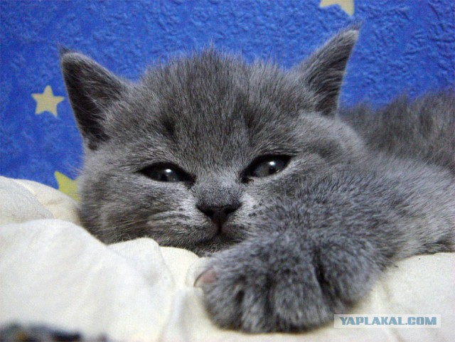 Пришел сегодня кот