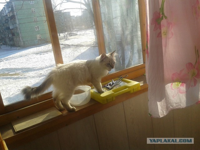 Котовторник 01.04.2014