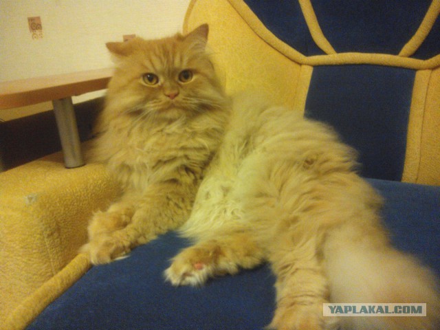 Котовторник 6.05.2014