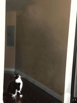 На ручки котю! И вверх! УИИИИИИ!