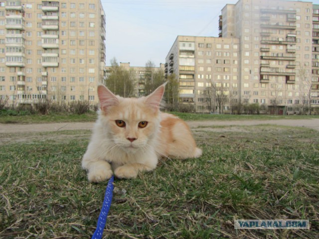 С Котовторником!