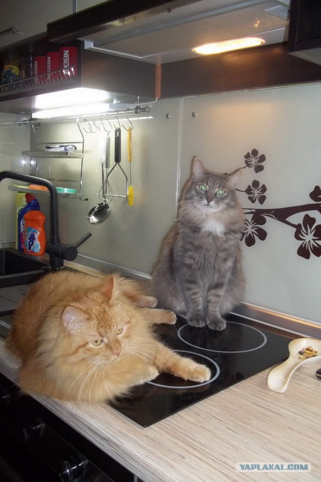 Котовторник 27.5.2014
