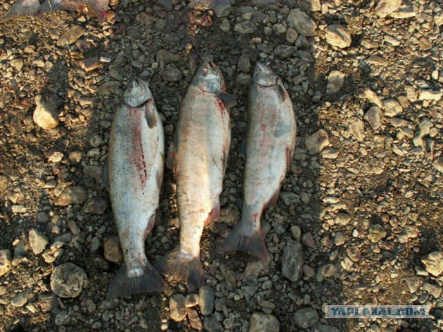 Ход лосося на Сахалине