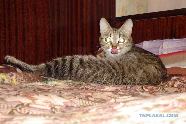 Котовторник 02.09.2014