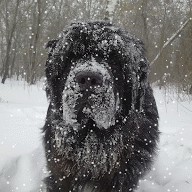 Собакочетверг..