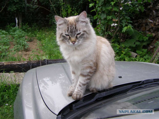 Возмужание кота в картинках