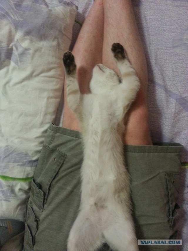 Котовторник