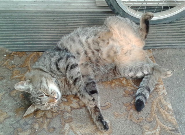 Котовторник 25.08.2015