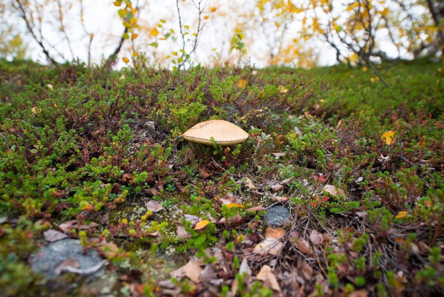 Поездка на Кольский полуостров.