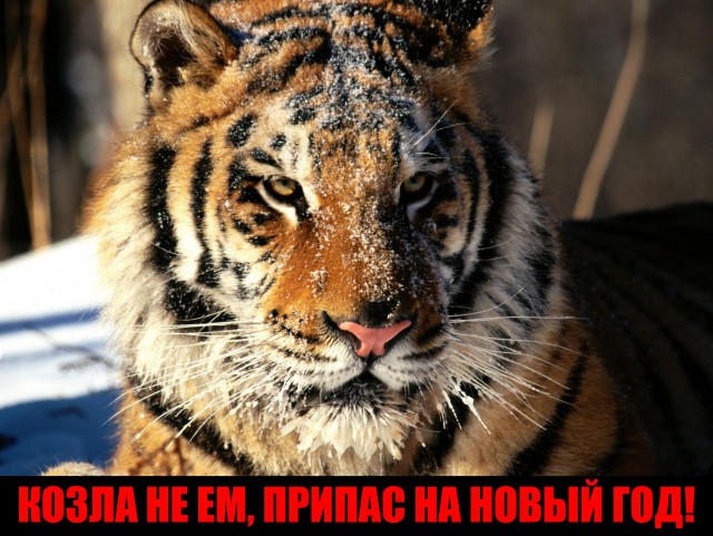 Немного картинок