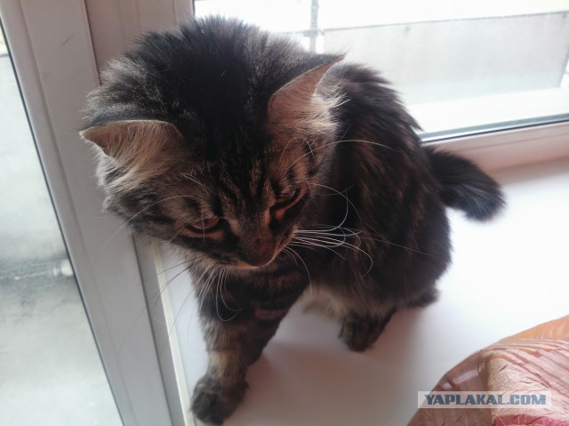 Про моего котика: нежного, злого, вредного