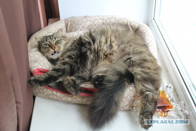 Котовторник 31.05.2016