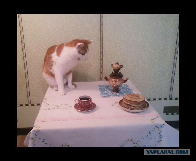 Ваши фотки котов на телефон