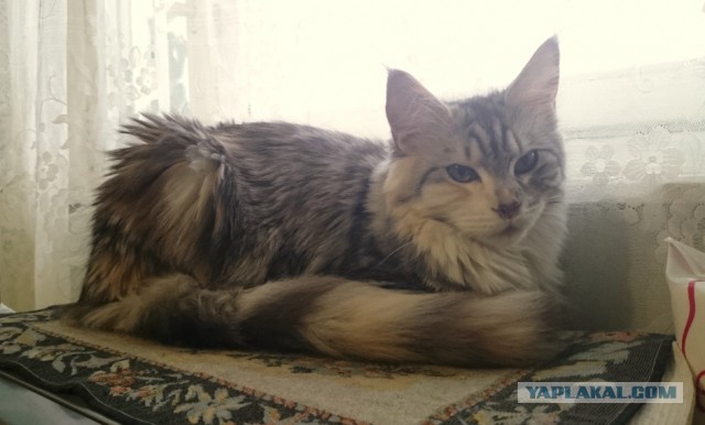 Котовторник 26.07 2016