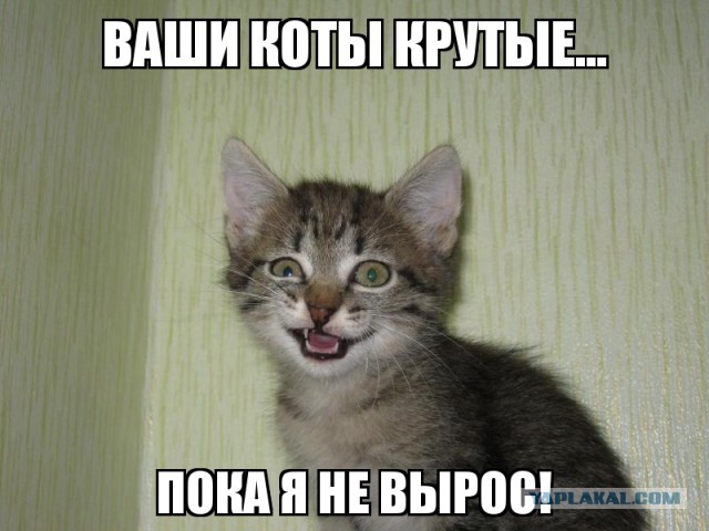 10 брутальных уличных котов