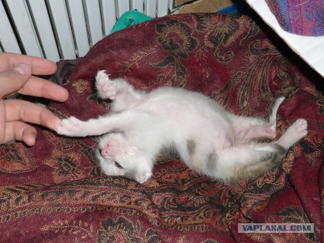 Котовторник 25.10. 2016