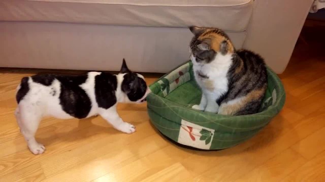 Коты из сети
