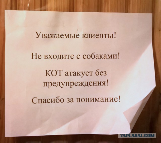 Страшнее кошки зверя нет