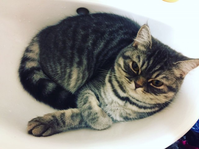 Коты и Кошки