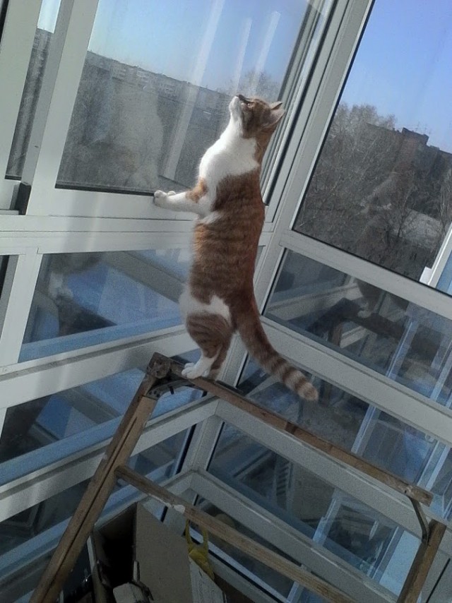 Котовторник 16.05.2017