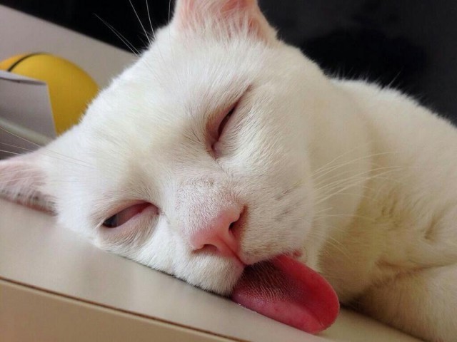 Коты и Кошки