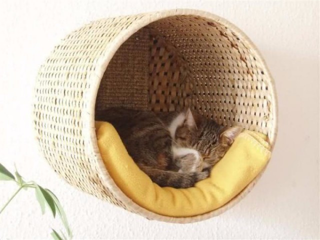 Коты и Кошки