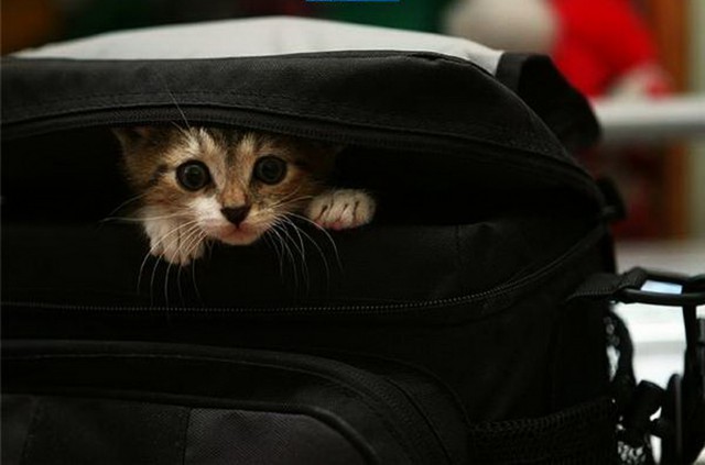 Коты и Кошки