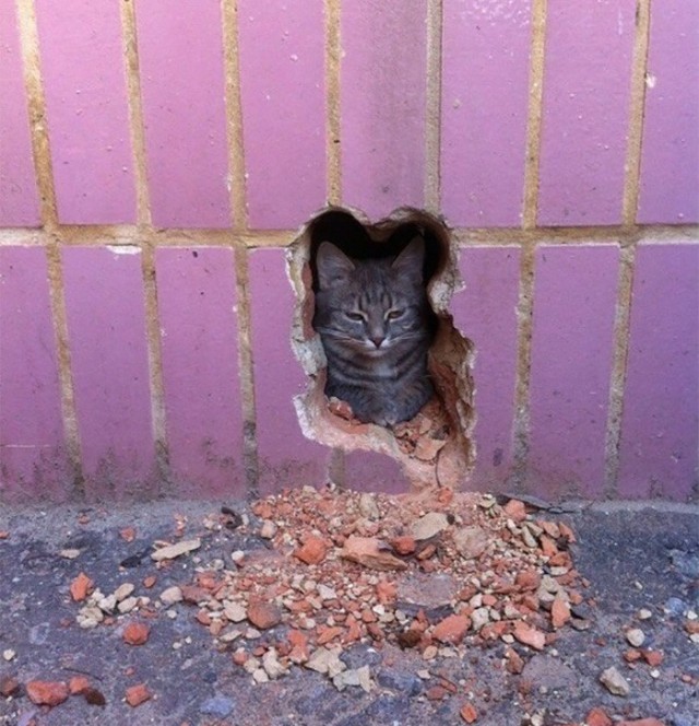 Коты и Кошки