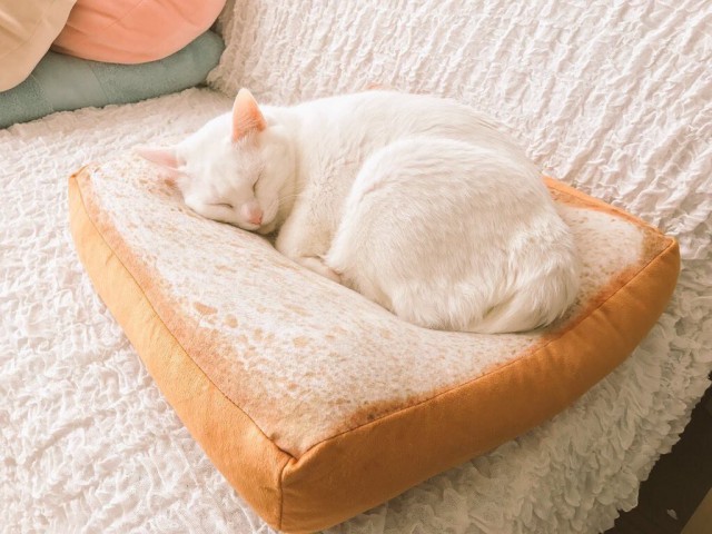 Коты и Кошки