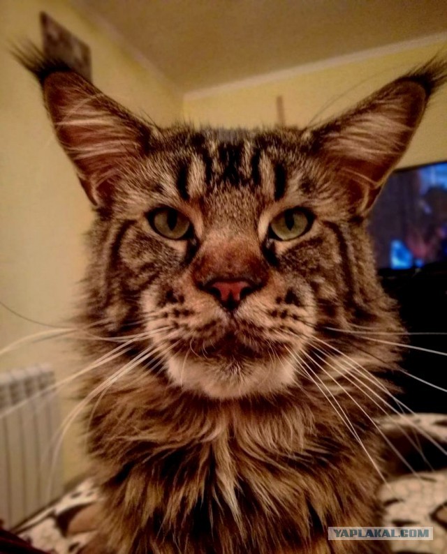 Котовторник  13.02.2018
