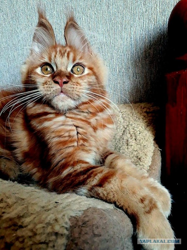 Джокер и его семья