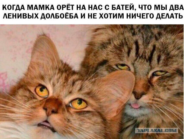 Смешные комментарии из социальных сетей 16.03.2018