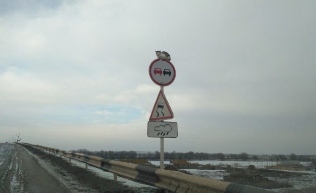 Котовторник  01.05.2018