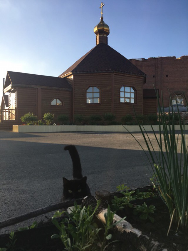 Котовторник  12.06.2018