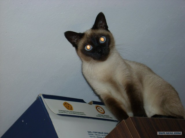 Котовторник (16.09.08)