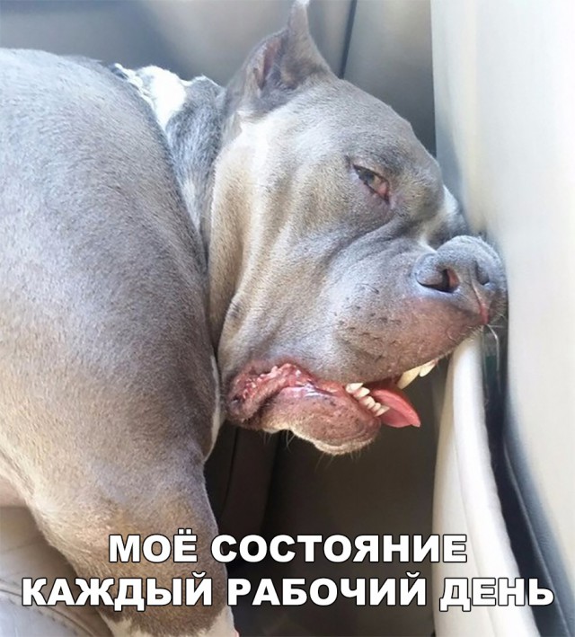 Нестандартный юмор