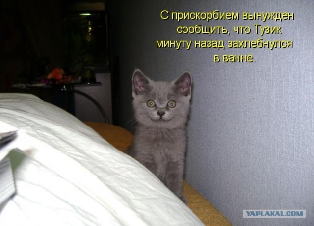 Котовторнику Да (09.12.08)