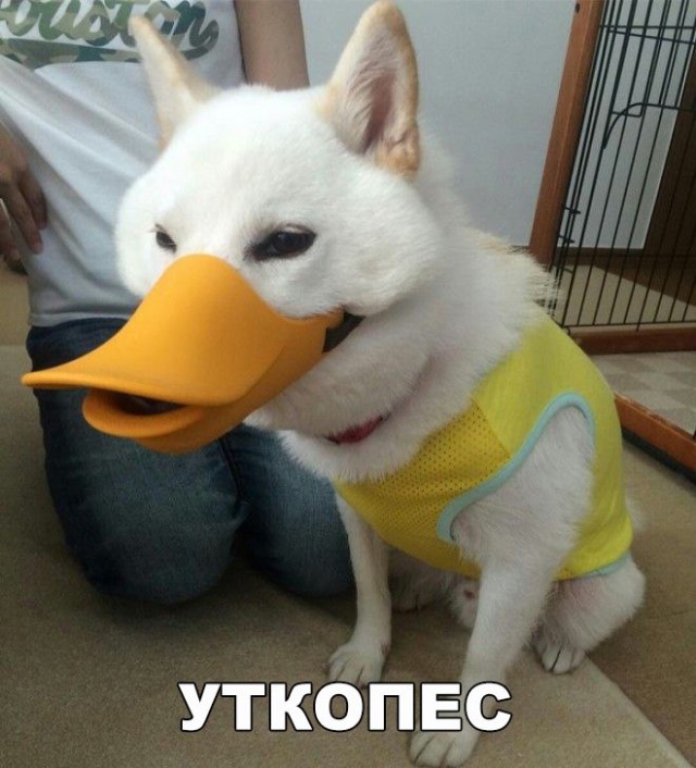 Прикольные картинки абавсём