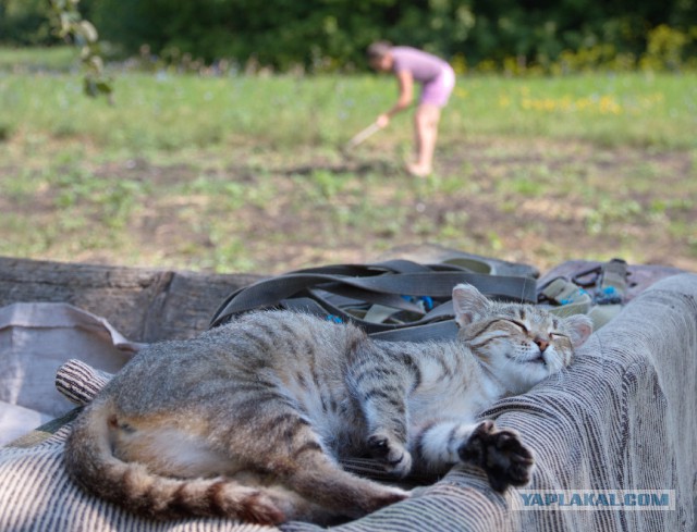 Котовторник  31.07.2018