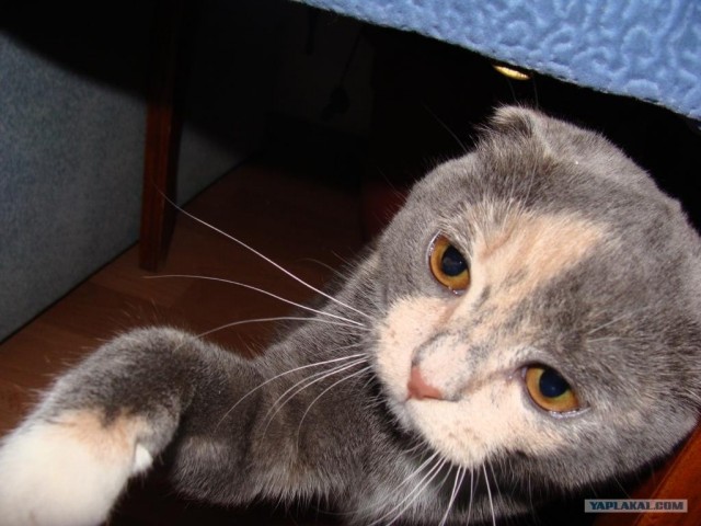 Котовторник (02.06.2009)